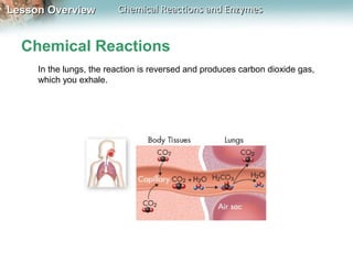 Lesson OverviewLesson Overview Chemical Reactions and EnzymesChemical Reactions and Enzymes
Chemical Reactions
In the lungs, the reaction is reversed and produces carbon dioxide gas,
which you exhale.
 