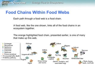 Lesson Overview

Energy Flow in Ecosystems

Food Chains Within Food Webs
Each path through a food web is a food chain.
A food web, like the one shown, links all of the food chains in an
ecosystem together.
The orange highlighted food chain, presented earlier, is one of many
that make up this web.

 