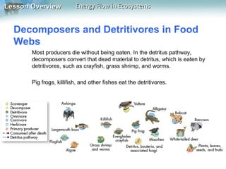 Lesson Overview

Energy Flow in Ecosystems

Decomposers and Detritivores in Food
Webs
Most producers die without being eaten. In the detritus pathway,
decomposers convert that dead material to detritus, which is eaten by
detritivores, such as crayfish, grass shrimp, and worms.
Pig frogs, killifish, and other fishes eat the detritivores.

 