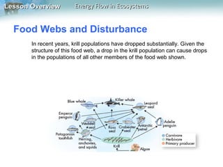 Lesson Overview

Energy Flow in Ecosystems

Food Webs and Disturbance
In recent years, krill populations have dropped substantially. Given the
structure of this food web, a drop in the krill population can cause drops
in the populations of all other members of the food web shown.

 