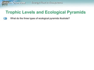 Lesson Overview

Energy Flow in Ecosystems

Trophic Levels and Ecological Pyramids
What do the three types of ecological pyramids illustrate?

 
