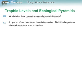 Lesson Overview

Energy Flow in Ecosystems

Trophic Levels and Ecological Pyramids
What do the three types of ecological pyramids illustrate?
A pyramid of numbers shows the relative number of individual organisms
at each trophic level in an ecosystem.

 