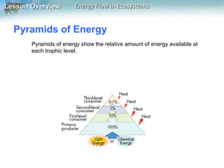Lesson Overview

Energy Flow in Ecosystems

Pyramids of Energy
Pyramids of energy show the relative amount of energy available at
each trophic level.

 