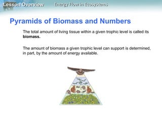 Lesson Overview

Energy Flow in Ecosystems

Pyramids of Biomass and Numbers
The total amount of living tissue within a given trophic level is called its
biomass.
The amount of biomass a given trophic level can support is determined,
in part, by the amount of energy available.

 