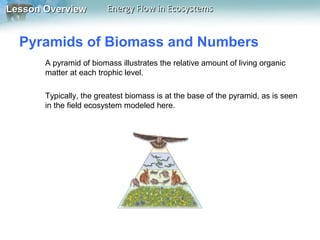 Lesson Overview

Energy Flow in Ecosystems

Pyramids of Biomass and Numbers
A pyramid of biomass illustrates the relative amount of living organic
matter at each trophic level.
Typically, the greatest biomass is at the base of the pyramid, as is seen
in the field ecosystem modeled here.

 