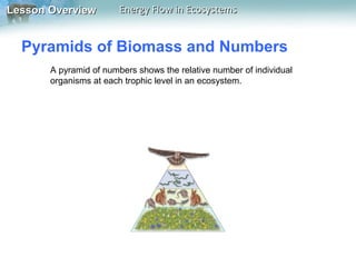 Lesson Overview

Energy Flow in Ecosystems

Pyramids of Biomass and Numbers
A pyramid of numbers shows the relative number of individual
organisms at each trophic level in an ecosystem.

 