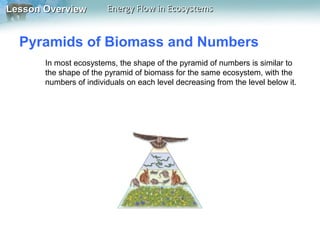 Lesson Overview

Energy Flow in Ecosystems

Pyramids of Biomass and Numbers
In most ecosystems, the shape of the pyramid of numbers is similar to
the shape of the pyramid of biomass for the same ecosystem, with the
numbers of individuals on each level decreasing from the level below it.

 