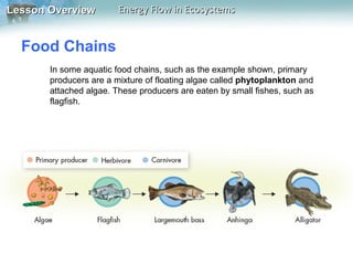 Lesson Overview

Energy Flow in Ecosystems

Food Chains
In some aquatic food chains, such as the example shown, primary
producers are a mixture of floating algae called phytoplankton and
attached algae. These producers are eaten by small fishes, such as
flagfish.

 