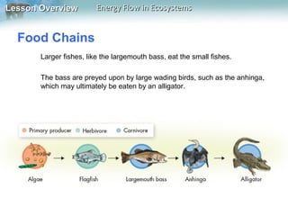 Lesson Overview

Energy Flow in Ecosystems

Food Chains
Larger fishes, like the largemouth bass, eat the small fishes.
The bass are preyed upon by large wading birds, such as the anhinga,
which may ultimately be eaten by an alligator.

 