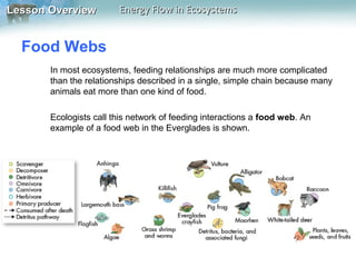 Lesson Overview

Energy Flow in Ecosystems

Food Webs
In most ecosystems, feeding relationships are much more complicated
than the relationships described in a single, simple chain because many
animals eat more than one kind of food.
Ecologists call this network of feeding interactions a food web. An
example of a food web in the Everglades is shown.

 
