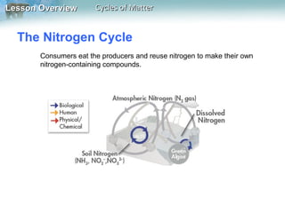 Lesson Overview

Cycles of Matter

The Nitrogen Cycle
Consumers eat the producers and reuse nitrogen to make their own
nitrogen-containing compounds.

 