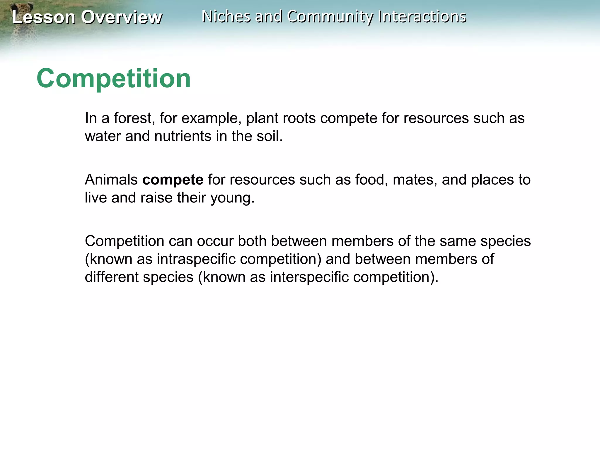 Lesson Overview

Niches and Community Interactions

Competition
In a forest, for example, plant roots compete for resources such as
water and nutrients in the soil.
Animals compete for resources such as food, mates, and places to
live and raise their young.
Competition can occur both between members of the same species
(known as intraspecific competition) and between members of
different species (known as interspecific competition).

 