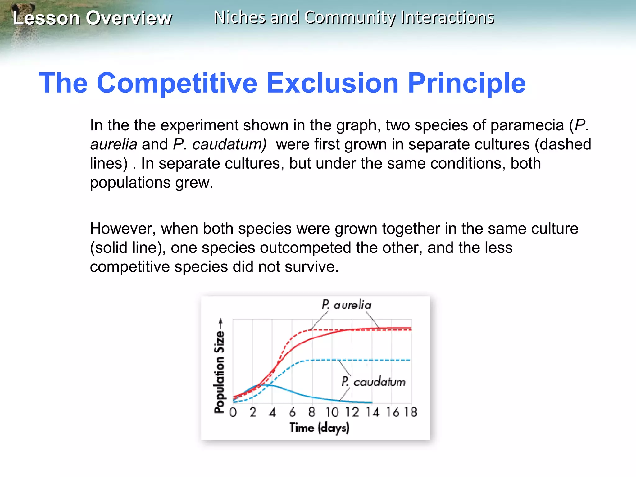 Lesson Overview

Niches and Community Interactions

The Competitive Exclusion Principle
In the the experiment shown in the graph, two species of paramecia (P.
aurelia and P. caudatum) were first grown in separate cultures (dashed
lines) . In separate cultures, but under the same conditions, both
populations grew.
However, when both species were grown together in the same culture
(solid line), one species outcompeted the other, and the less
competitive species did not survive.

 