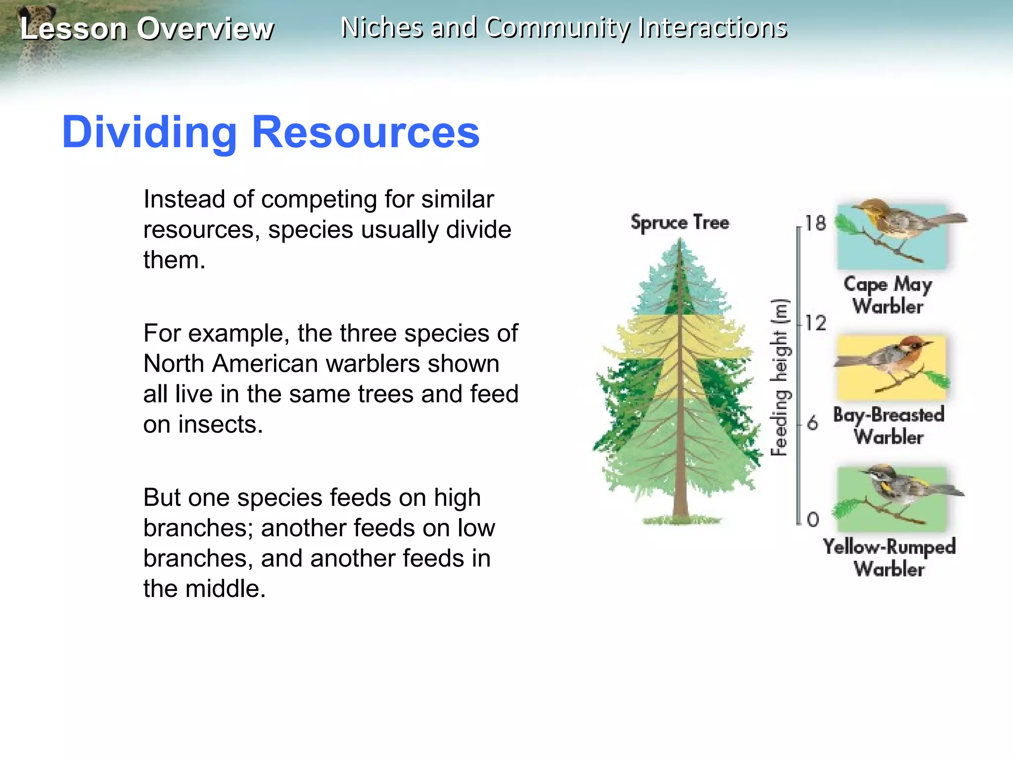 Lesson Overview

Niches and Community Interactions

Dividing Resources
Instead of competing for similar
resources, species usually divide
them.
For example, the three species of
North American warblers shown
all live in the same trees and feed
on insects.
But one species feeds on high
branches; another feeds on low
branches, and another feeds in
the middle.

 