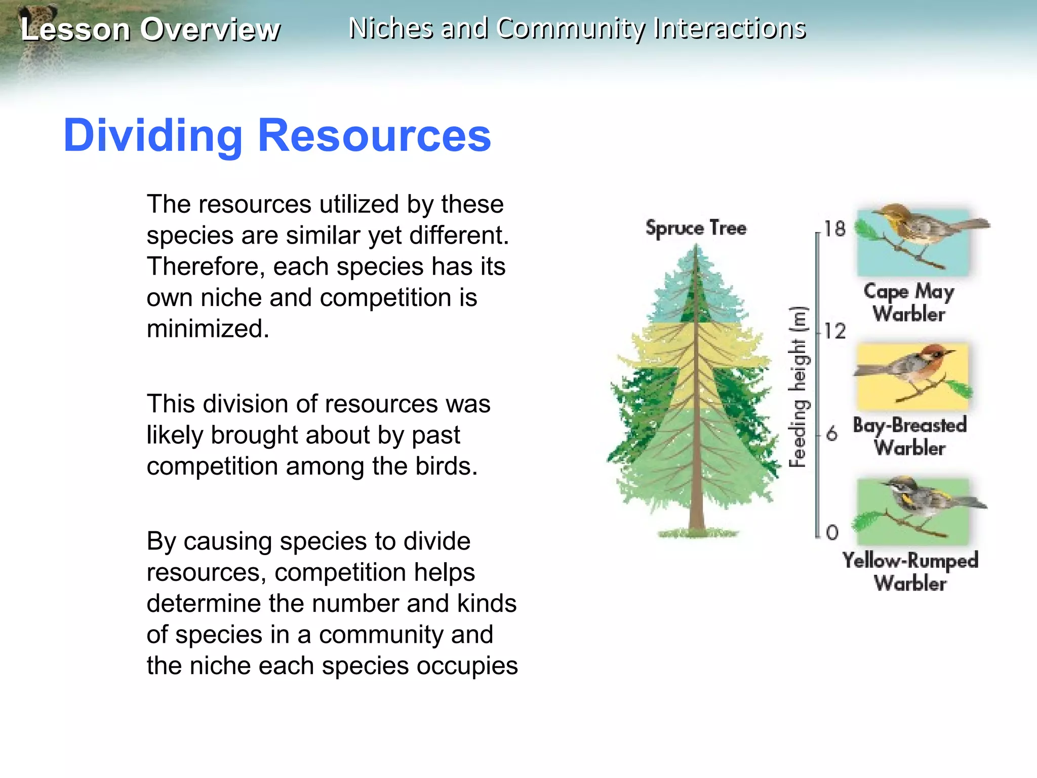 Lesson Overview

Niches and Community Interactions

Dividing Resources
The resources utilized by these
species are similar yet different.
Therefore, each species has its
own niche and competition is
minimized.
This division of resources was
likely brought about by past
competition among the birds.
By causing species to divide
resources, competition helps
determine the number and kinds
of species in a community and
the niche each species occupies

 