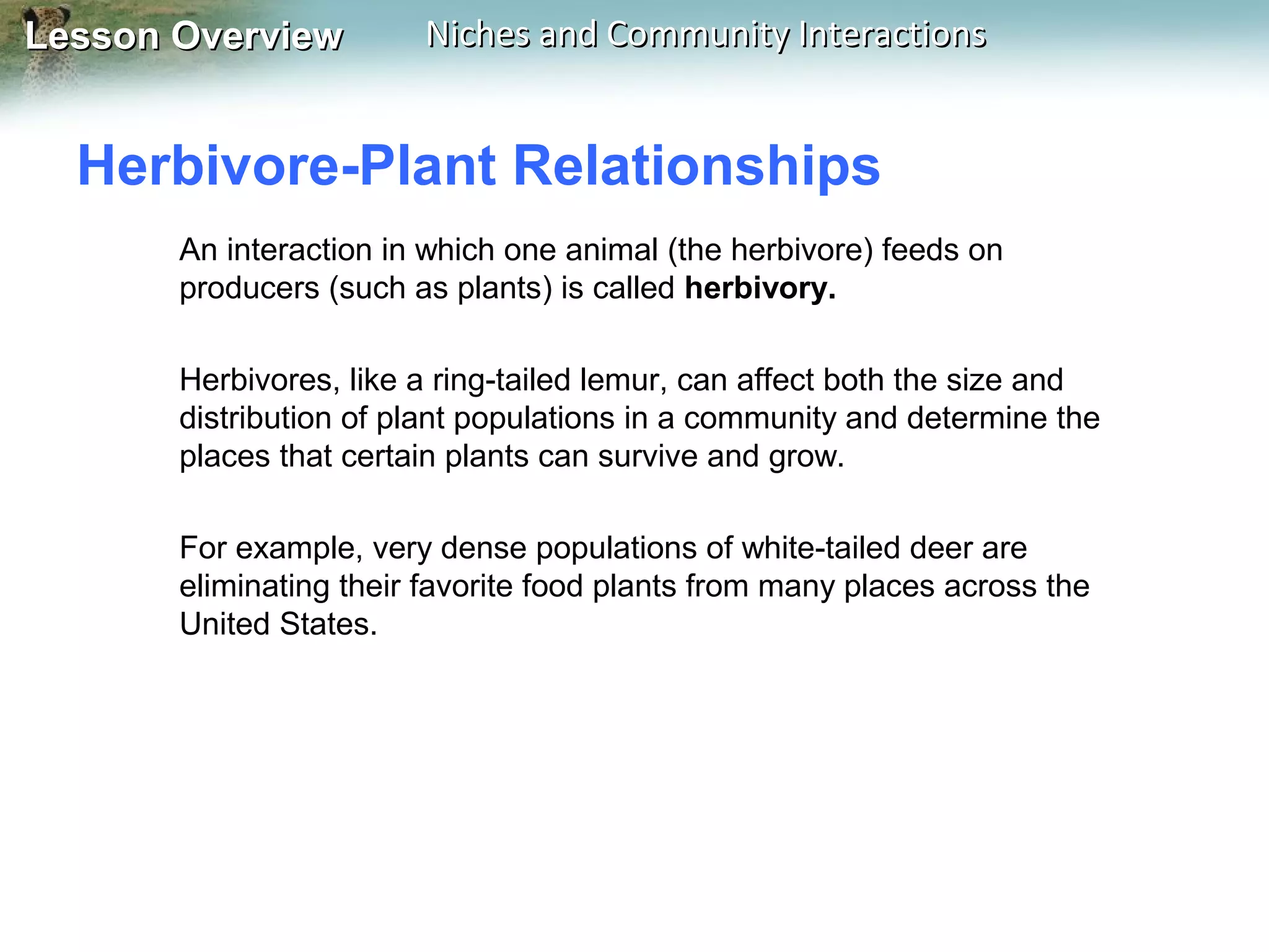 Lesson Overview

Niches and Community Interactions

Herbivore-Plant Relationships
An interaction in which one animal (the herbivore) feeds on
producers (such as plants) is called herbivory.
Herbivores, like a ring-tailed lemur, can affect both the size and
distribution of plant populations in a community and determine the
places that certain plants can survive and grow.
For example, very dense populations of white-tailed deer are
eliminating their favorite food plants from many places across the
United States.

 