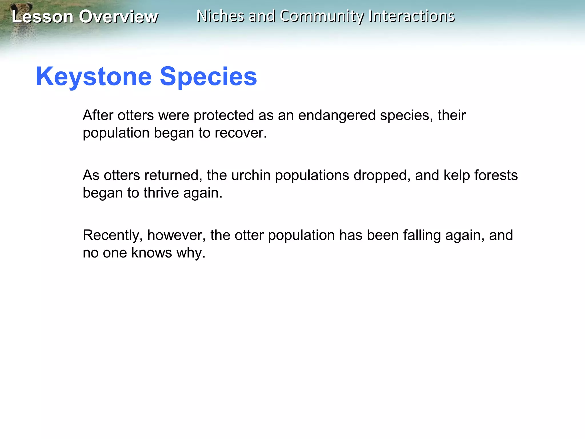 Lesson Overview

Niches and Community Interactions

Keystone Species
After otters were protected as an endangered species, their
population began to recover.
As otters returned, the urchin populations dropped, and kelp forests
began to thrive again.
Recently, however, the otter population has been falling again, and
no one knows why.

 