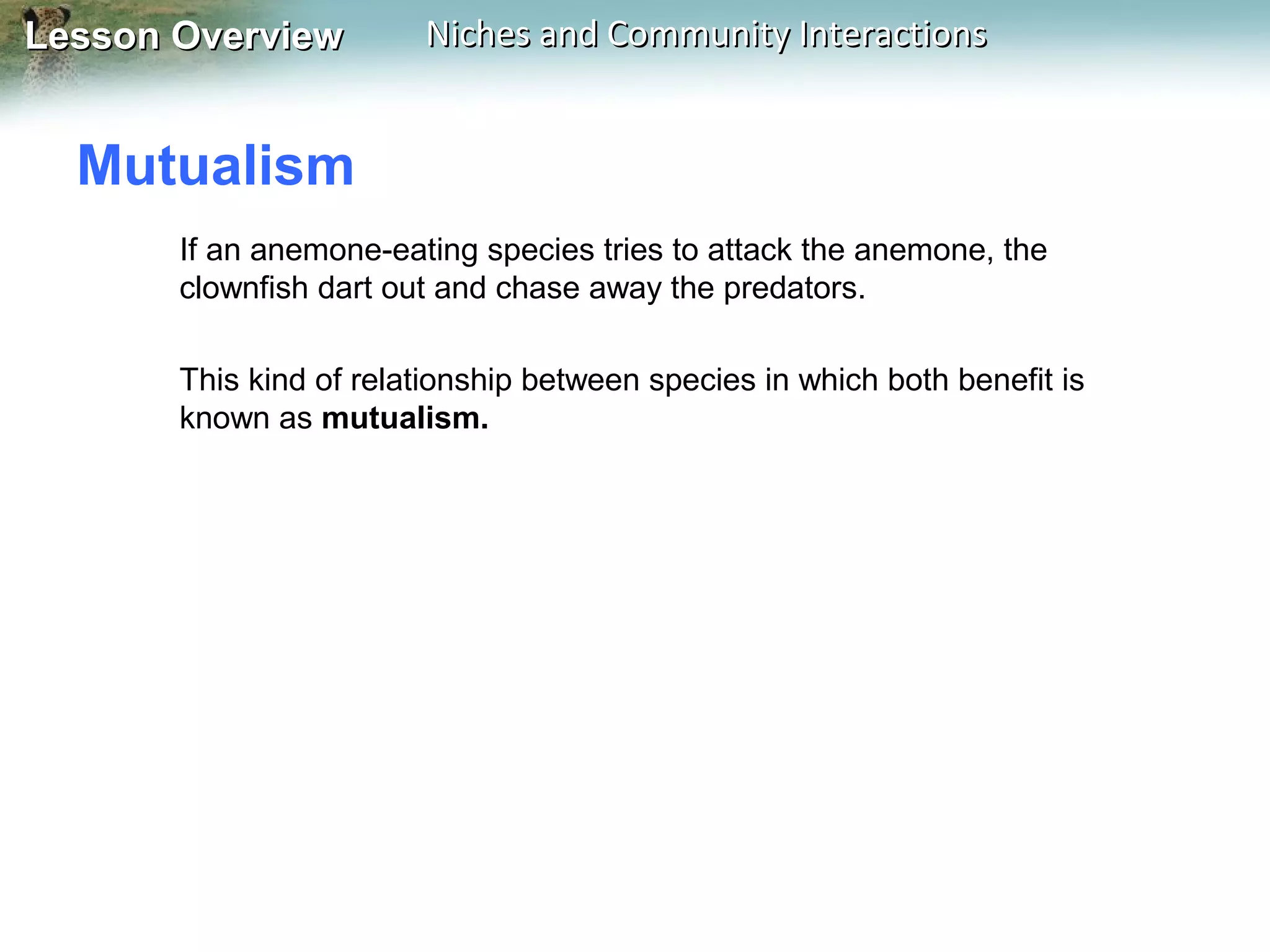 Lesson Overview

Niches and Community Interactions

Mutualism
If an anemone-eating species tries to attack the anemone, the
clownfish dart out and chase away the predators.
This kind of relationship between species in which both benefit is
known as mutualism.

 