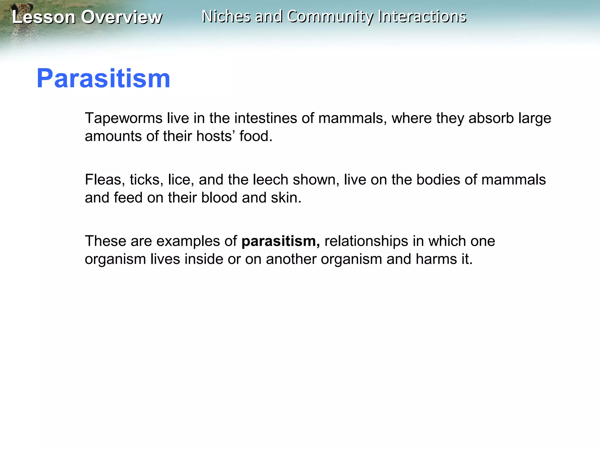 Lesson Overview

Niches and Community Interactions

Parasitism
Tapeworms live in the intestines of mammals, where they absorb large
amounts of their hosts’ food.
Fleas, ticks, lice, and the leech shown, live on the bodies of mammals
and feed on their blood and skin.
These are examples of parasitism, relationships in which one
organism lives inside or on another organism and harms it.

 