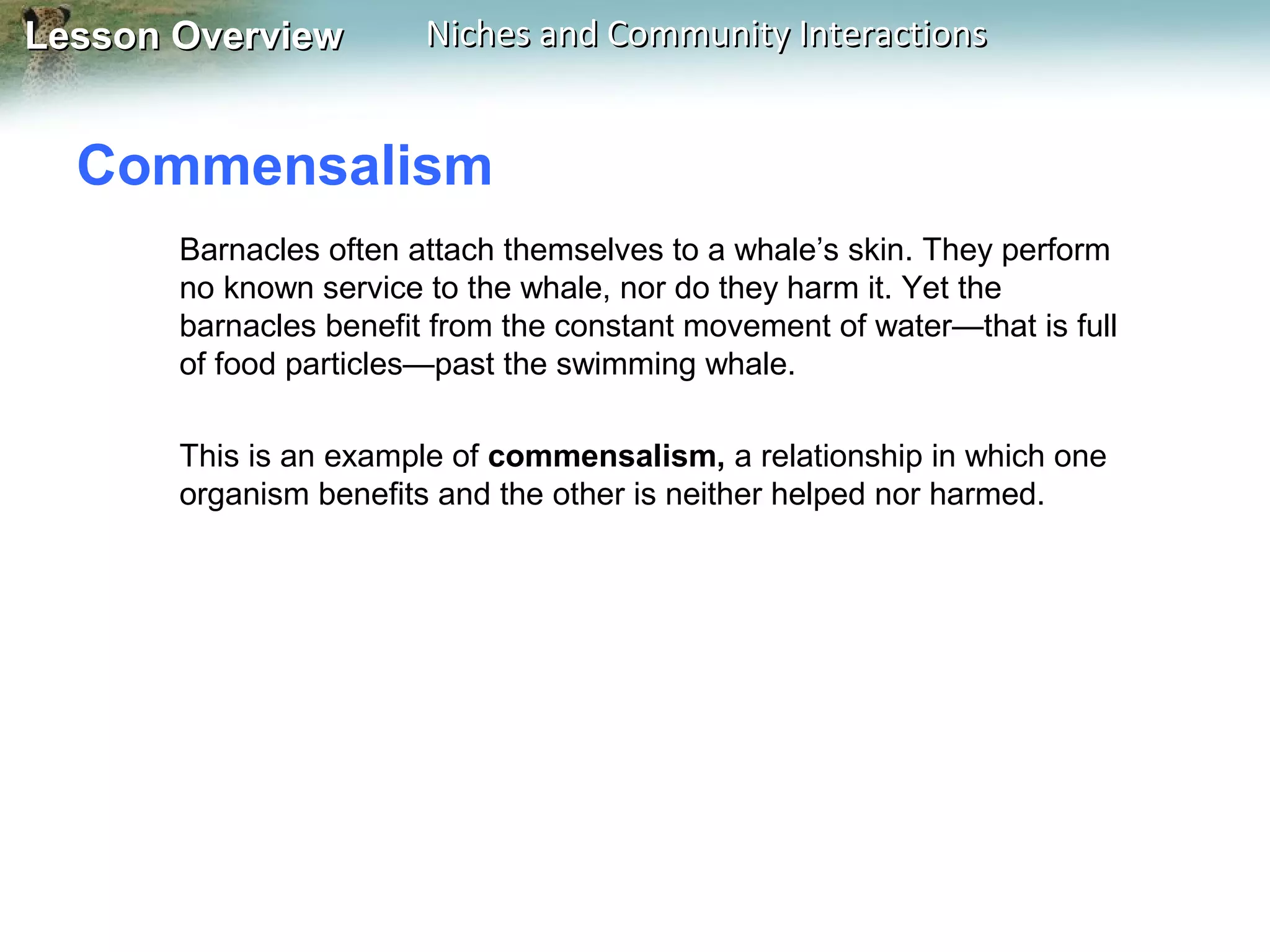 Lesson Overview

Niches and Community Interactions

Commensalism
Barnacles often attach themselves to a whale’s skin. They perform
no known service to the whale, nor do they harm it. Yet the
barnacles benefit from the constant movement of water—that is full
of food particles—past the swimming whale.
This is an example of commensalism, a relationship in which one
organism benefits and the other is neither helped nor harmed.

 