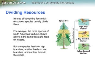 Lesson Overview

Niches and Community Interactions

Dividing Resources
Instead of competing for similar
resources, species usually divide
them.
For example, the three species of
North American warblers shown
all live in the same trees and feed
on insects.
But one species feeds on high
branches; another feeds on low
branches, and another feeds in
the middle.

 