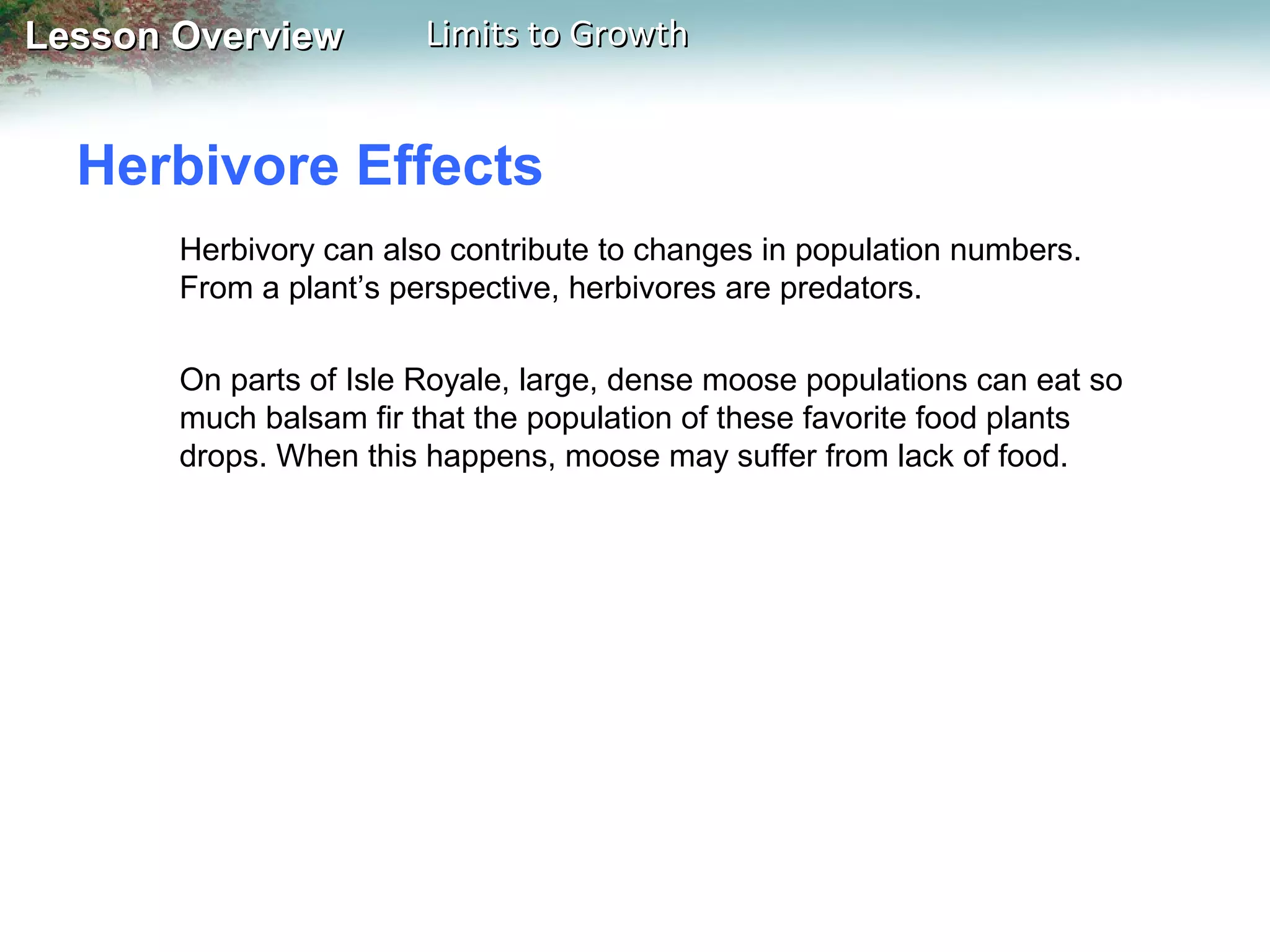 Lesson Overview

Limits to Growth

Herbivore Effects
Herbivory can also contribute to changes in population numbers.
From a plant’s perspective, herbivores are predators.
On parts of Isle Royale, large, dense moose populations can eat so
much balsam fir that the population of these favorite food plants
drops. When this happens, moose may suffer from lack of food.

 