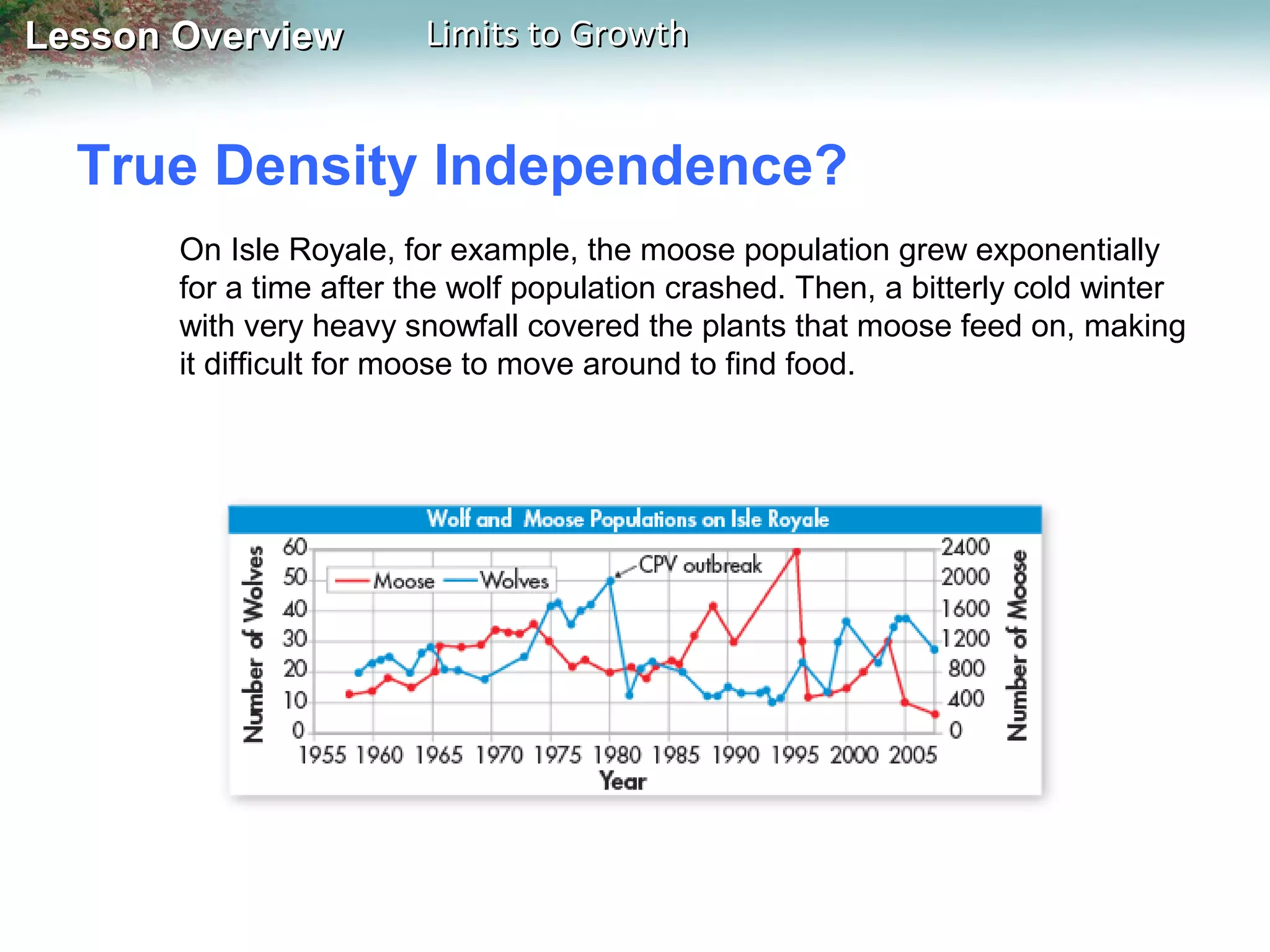 Lesson Overview

Limits to Growth

True Density Independence?
On Isle Royale, for example, the moose population grew exponentially
for a time after the wolf population crashed. Then, a bitterly cold winter
with very heavy snowfall covered the plants that moose feed on, making
it difficult for moose to move around to find food.

 