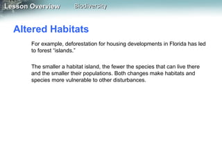 Lesson Overview

Biodiversity

Altered Habitats
For example, deforestation for housing developments in Florida has led
to forest “islands.”
The smaller a habitat island, the fewer the species that can live there
and the smaller their populations. Both changes make habitats and
species more vulnerable to other disturbances.

 