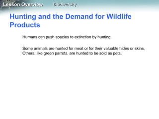 Lesson Overview

Biodiversity

Hunting and the Demand for Wildlife
Products
Humans can push species to extinction by hunting.
Some animals are hunted for meat or for their valuable hides or skins.
Others, like green parrots, are hunted to be sold as pets.

 