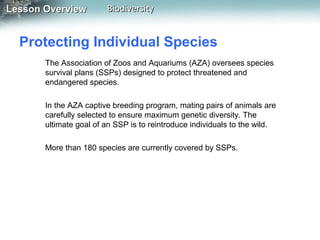 Lesson Overview

Biodiversity

Protecting Individual Species
The Association of Zoos and Aquariums (AZA) oversees species
survival plans (SSPs) designed to protect threatened and
endangered species.
In the AZA captive breeding program, mating pairs of animals are
carefully selected to ensure maximum genetic diversity. The
ultimate goal of an SSP is to reintroduce individuals to the wild.
More than 180 species are currently covered by SSPs.

 