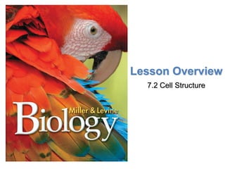 Lesson Overview
7.2 Cell Structure
 