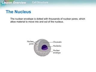 Lesson Overview Cell Structure
The nuclear envelope is dotted with thousands of nuclear pores, which
allow material to move into and out of the nucleus.
The Nucleus
 