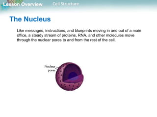 Lesson Overview Cell Structure
Like messages, instructions, and blueprints moving in and out of a main
office, a steady stream of proteins, RNA, and other molecules move
through the nuclear pores to and from the rest of the cell.
The Nucleus
 
