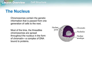 Lesson Overview Cell Structure
The Nucleus
Chromosomes contain the genetic
information that is passed from one
generation of cells to the next.
Most of the time, the threadlike
chromosomes are spread
throughout the nucleus in the form
of chromatin—a complex of DNA
bound to proteins.
 