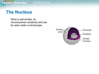Lesson Overview Cell Structure
The Nucleus
When a cell divides, its
chromosomes condense and can
be seen under a microscope.
 