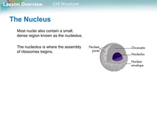 Lesson Overview Cell Structure
The Nucleus
Most nuclei also contain a small,
dense region known as the nucleolus.
The nucleolus is where the assembly
of ribosomes begins.
 