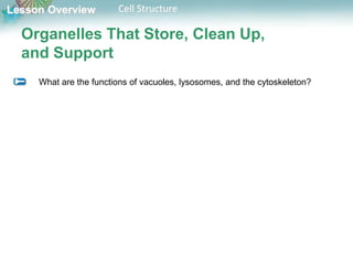 Lesson Overview Cell Structure
Organelles That Store, Clean Up,
and Support
What are the functions of vacuoles, lysosomes, and the cytoskeleton?
 