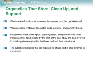 Lesson Overview Cell Structure
Organelles That Store, Clean Up, and
Support
What are the functions of vacuoles, lysosomes, and the cytoskeleton?
Vacuoles store materials like water, salts, proteins, and carbohydrates.
Lysosomes break down lipids, carbohydrates, and proteins into small
molecules that can be used by the rest of the cell. They are also involved
in breaking down organelles that have outlived their usefulness.
The cytoskeleton helps the cell maintain its shape and is also involved in
movement.
 