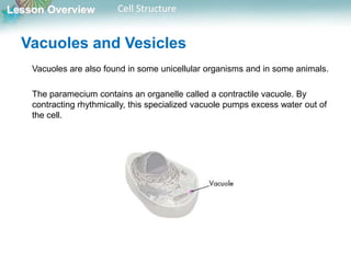 Lesson Overview Cell Structure
Vacuoles are also found in some unicellular organisms and in some animals.
The paramecium contains an organelle called a contractile vacuole. By
contracting rhythmically, this specialized vacuole pumps excess water out of
the cell.
Vacuoles and Vesicles
 