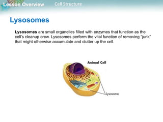 Lesson Overview Cell Structure
Lysosomes
Lysosomes are small organelles filled with enzymes that function as the
cell’s cleanup crew. Lysosomes perform the vital function of removing “junk”
that might otherwise accumulate and clutter up the cell.
 