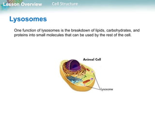 Lesson Overview Cell Structure
Lysosomes
One function of lysosomes is the breakdown of lipids, carbohydrates, and
proteins into small molecules that can be used by the rest of the cell.
 