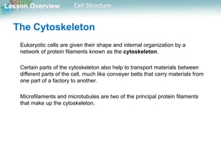Lesson Overview Cell Structure
The Cytoskeleton
Eukaryotic cells are given their shape and internal organization by a
network of protein filaments known as the cytoskeleton.
Certain parts of the cytoskeleton also help to transport materials between
different parts of the cell, much like conveyer belts that carry materials from
one part of a factory to another.
Microfilaments and microtubules are two of the principal protein filaments
that make up the cytoskeleton.
 