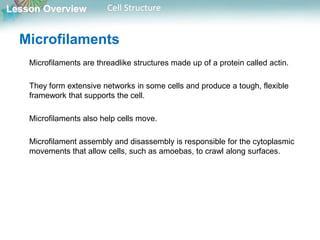 Lesson Overview Cell Structure
Microfilaments
Microfilaments are threadlike structures made up of a protein called actin.
They form extensive networks in some cells and produce a tough, flexible
framework that supports the cell.
Microfilaments also help cells move.
Microfilament assembly and disassembly is responsible for the cytoplasmic
movements that allow cells, such as amoebas, to crawl along surfaces.
 