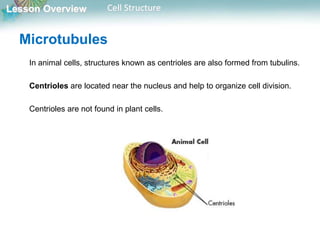 Lesson Overview Cell Structure
Microtubules
In animal cells, structures known as centrioles are also formed from tubulins.
Centrioles are located near the nucleus and help to organize cell division.
Centrioles are not found in plant cells.
 