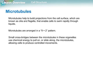Lesson Overview Cell Structure
Microtubules
Microtubules help to build projections from the cell surface, which are
known as cilia and flagella, that enable cells to swim rapidly through
liquids.
Microtubules are arranged in a “9 + 2” pattern.
Small cross-bridges between the microtubules in these organelles
use chemical energy to pull on, or slide along, the microtubules,
allowing cells to produce controlled movements.
 