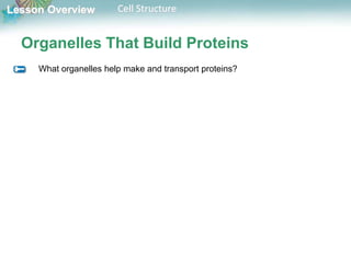 Lesson Overview Cell Structure
Organelles That Build Proteins
What organelles help make and transport proteins?
 