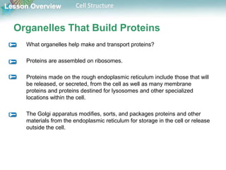 Lesson Overview Cell Structure
Organelles That Build Proteins
What organelles help make and transport proteins?
Proteins are assembled on ribosomes.
Proteins made on the rough endoplasmic reticulum include those that will
be released, or secreted, from the cell as well as many membrane
proteins and proteins destined for lysosomes and other specialized
locations within the cell.
The Golgi apparatus modifies, sorts, and packages proteins and other
materials from the endoplasmic reticulum for storage in the cell or release
outside the cell.
 