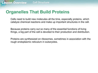 Lesson Overview Cell Structure
Organelles That Build Proteins
Cells need to build new molecules all the time, especially proteins, which
catalyze chemical reactions and make up important structures in the cell.
Because proteins carry out so many of the essential functions of living
things, a big part of the cell is devoted to their production and distribution.
Proteins are synthesized on ribosomes, sometimes in association with the
rough endoplasmic reticulum in eukaryotes.
 