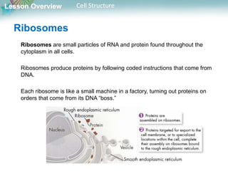 Lesson Overview Cell Structure
Ribosomes
Ribosomes are small particles of RNA and protein found throughout the
cytoplasm in all cells.
Ribosomes produce proteins by following coded instructions that come from
DNA.
Each ribosome is like a small machine in a factory, turning out proteins on
orders that come from its DNA “boss.”
 