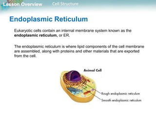 Lesson Overview Cell Structure
Endoplasmic Reticulum
Eukaryotic cells contain an internal membrane system known as the
endoplasmic reticulum, or ER.
The endoplasmic reticulum is where lipid components of the cell membrane
are assembled, along with proteins and other materials that are exported
from the cell.
 